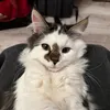 mendlik
