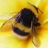 bumble0526