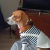paopavezvarela