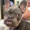 zozobullgogz