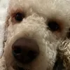 talz_vids06