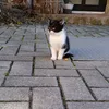 ntlwgnr