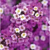 alyssumbloom
