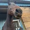 kerafoskey