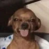 cheimaplt