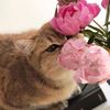 vlada_gd