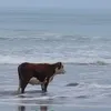 vacadinamita
