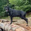 1cannecorso.teddy