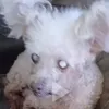 litabitabodabutt