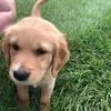goldenmurph