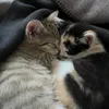 twohappy_cats