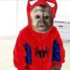 eternaljai