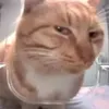 acornmenace