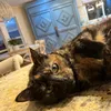 sassysalvag