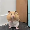 bebe_bongbong67