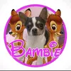 bambie_chichiguagua