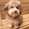 ilikebuttstuff