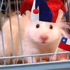 ratonsincola018