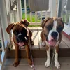 keels.pups
