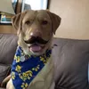 buster_dylan