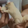 petaurobambi
