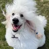 maybellepoodles