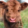 cowcrazyisit