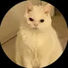 nillawaferlover