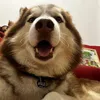 Husky Apollo
