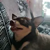 notsilentbadger