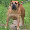 ricohboerboels