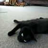 goldenkittykat180