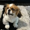 charliearice