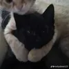 sami.swengross
