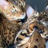 thebestbengals