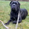 donatella_canecorso
