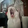 ..stonerbean