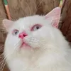 goldensarip