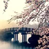 iicherryblossom