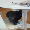 iusedttohavepetworms