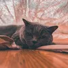 kitty11656