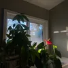 maliamain1