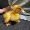 flash_theduck