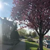 veravdzwaan