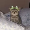 cicavmy