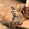 joey_06040