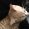 https_amiy