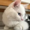 lululucy97