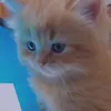 ramoryalfazy