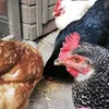 chickenladies